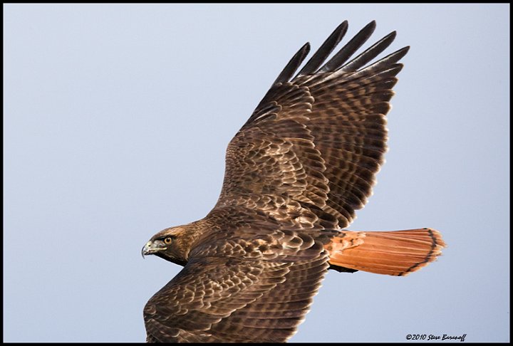 _0SB0722 red-tailed hawk.jpg